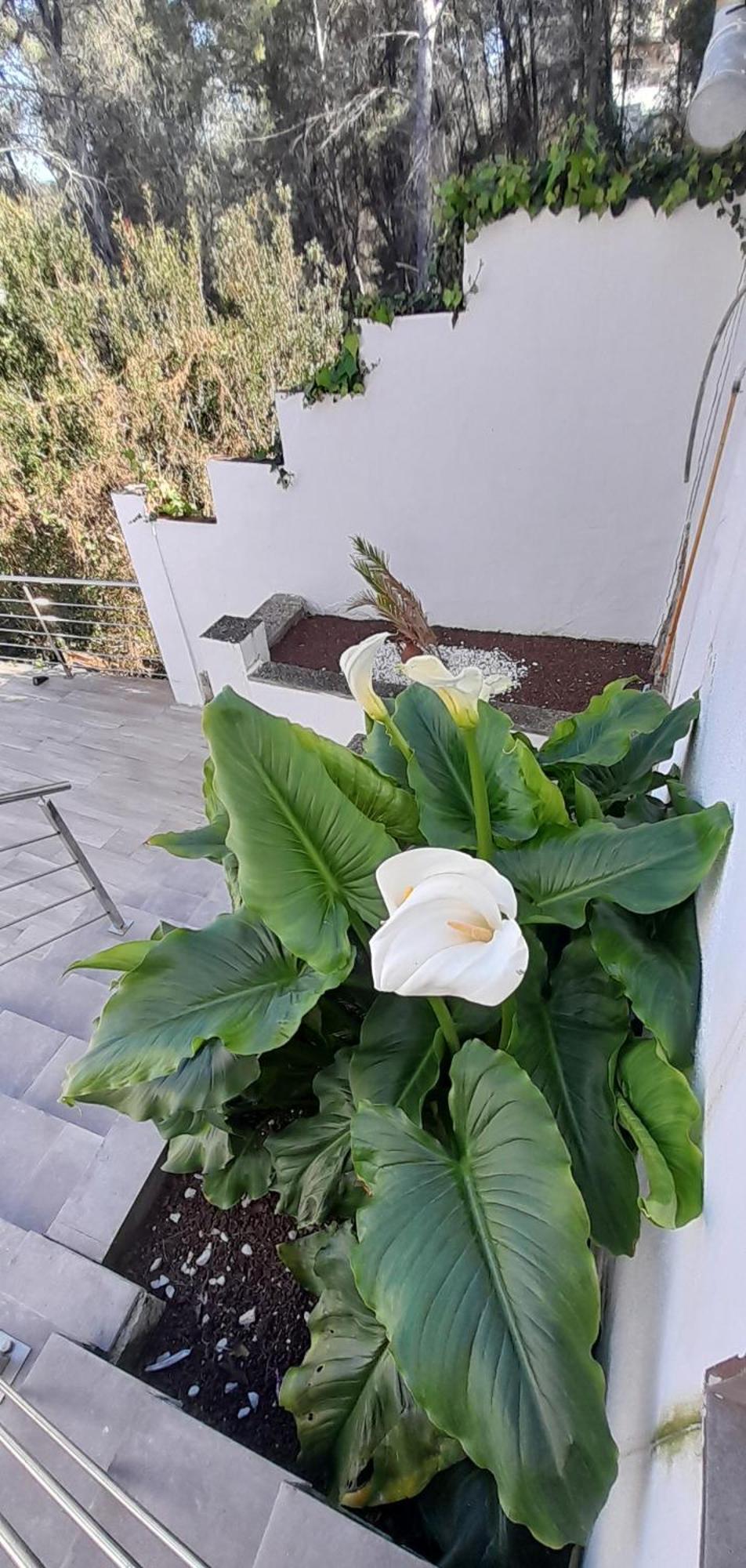 Villa Avril Piscina Privada Y Amplias Terrazas Olivella Exteriör bild